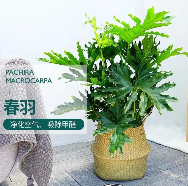 哪种绿植适合室内养对人体好,室内养绿植会增加负氧离子吗