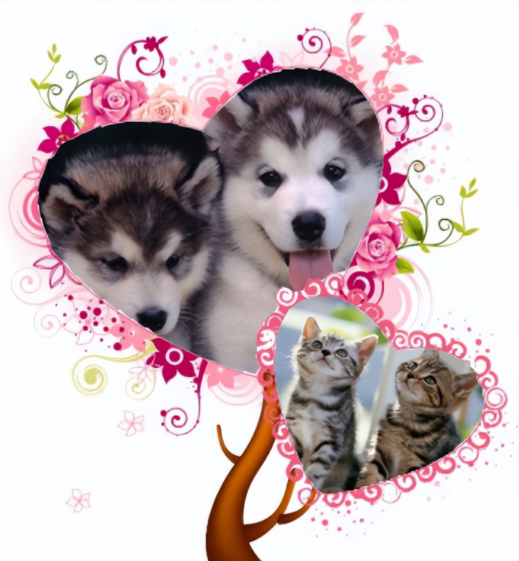 ps如何把照片放入相框,如何用ps给照片加相框