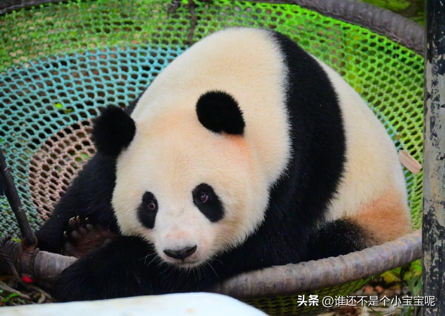 梅清大熊猫小时候去长隆视频,大熊猫梅清短腿