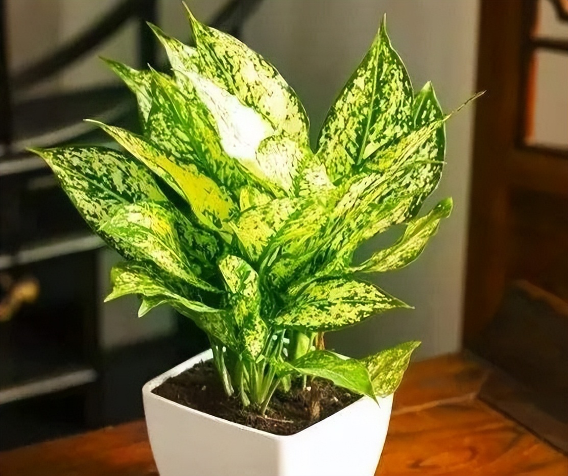 适合室内养的耐阴花和植物,就养这10种耐阴花比绿萝都好养