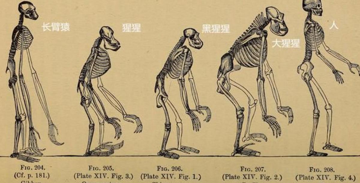 什么是“阴茎骨”？百万年前人类曾拥有！现在算进化还是退化了？