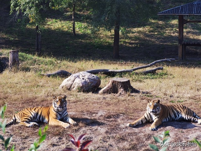 沈阳森林动物园缆车,自驾沈阳森林动物园