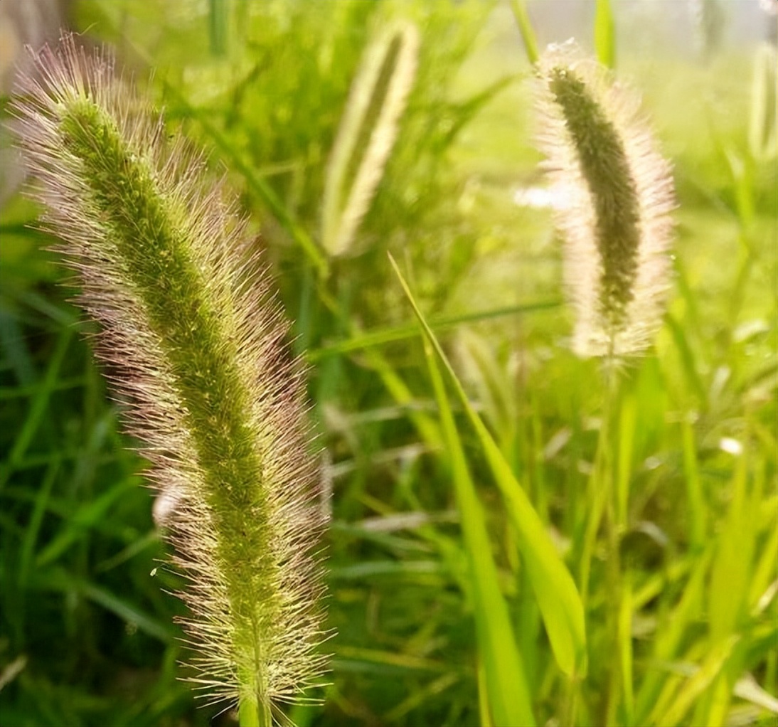 狗尾巴草哪部分可煮水喝,狗尾巴草煮水喝的功效及传说