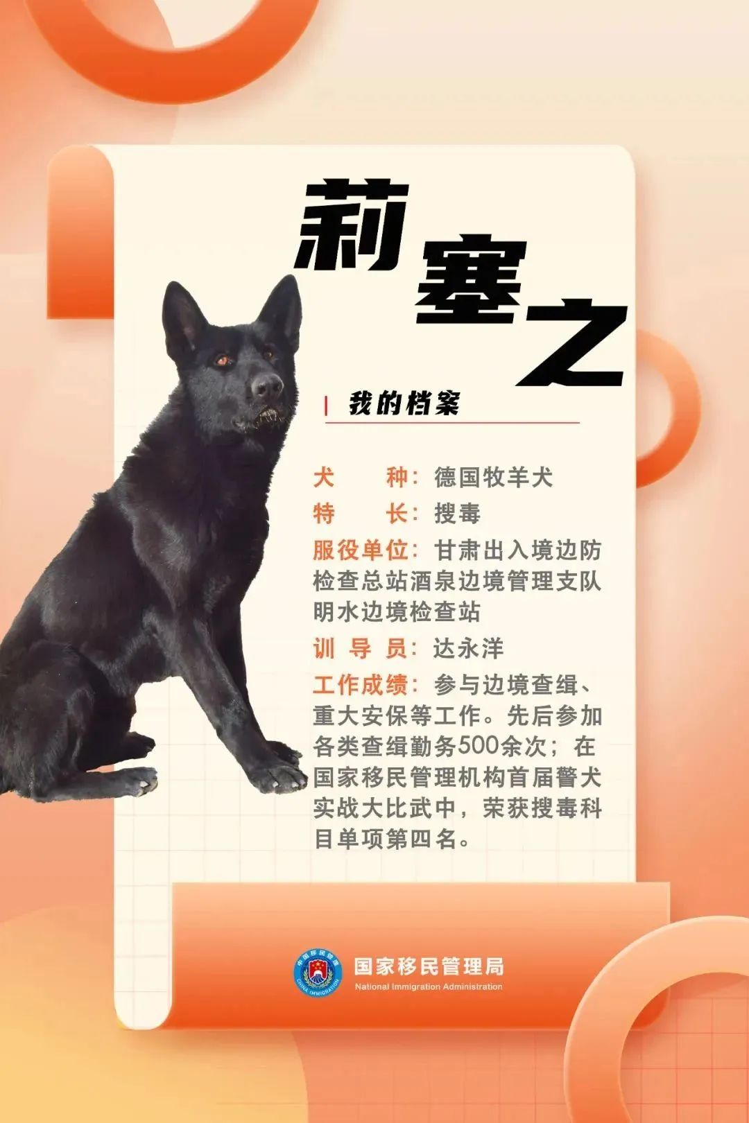 功勋犬天狼,功勋犬挑战不可能