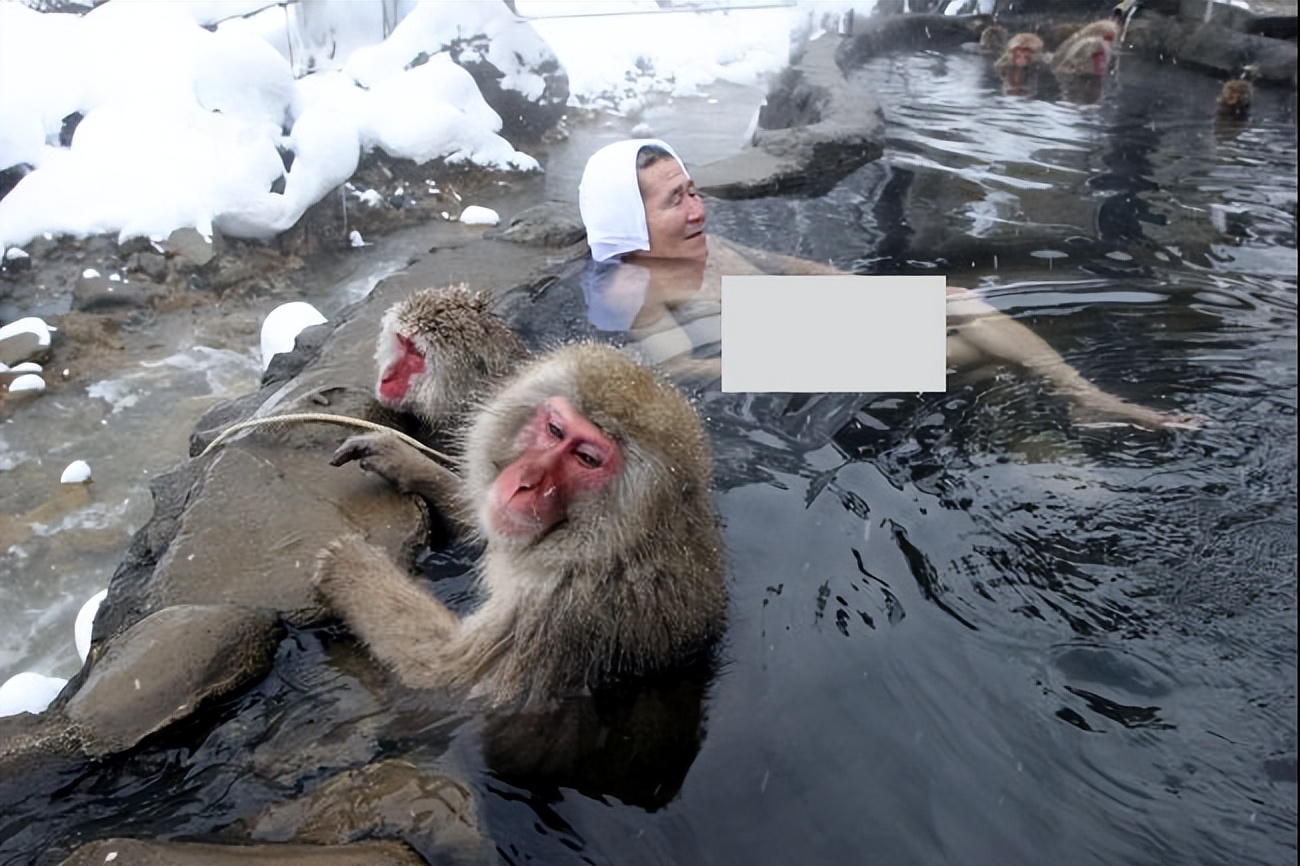 日本著名旅游景点，和人一起泡温泉的雪猴，地位不够只能被冻死
