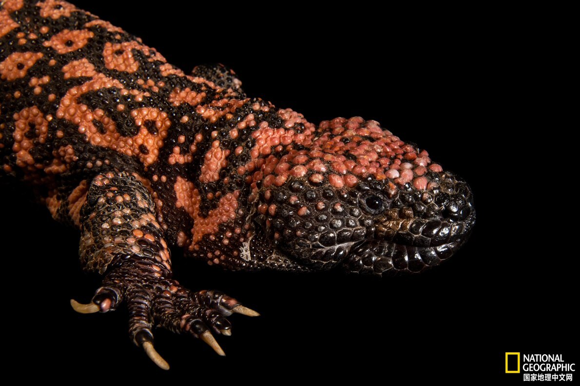 美国最神秘的物种,美国独有物种