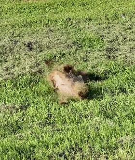 金毛的叛逆期在什么时候,金毛叛逆期怎么引导