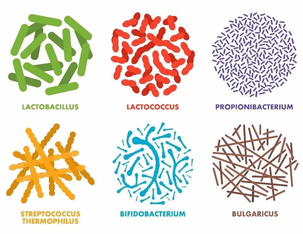 益生菌是智商税吗,益生菌dha藻油是智商税吗