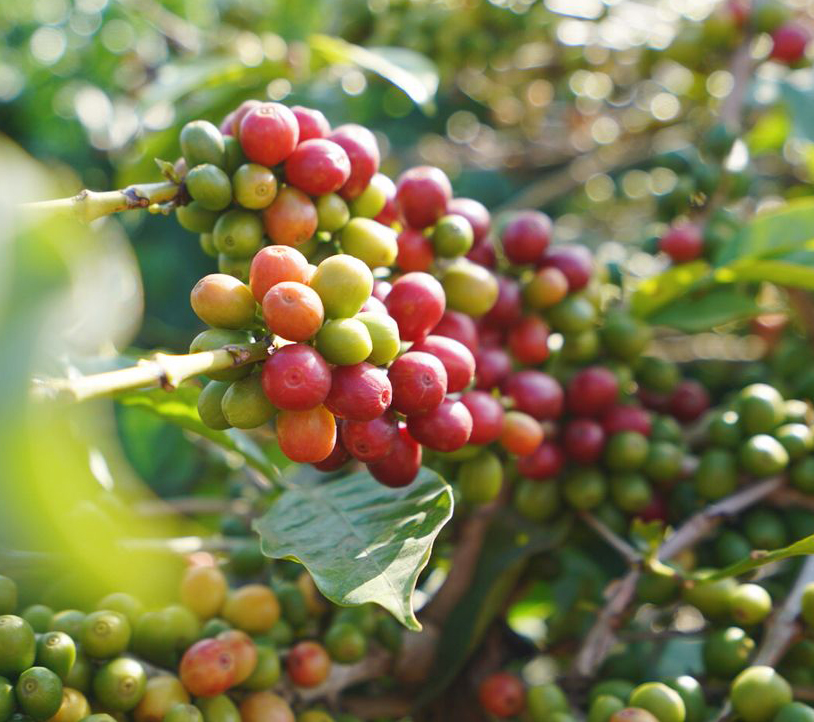 小粒咖啡树盆栽图片,小果咖啡是什么植物