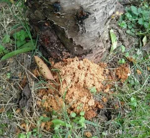 果树钻入蛀虫不处理会怎么样,果树根部蛀虫有什么办法