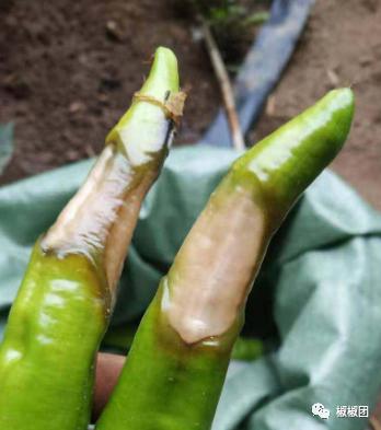 辣椒烂果怎么治疗最快,盆栽辣椒结果后烂果