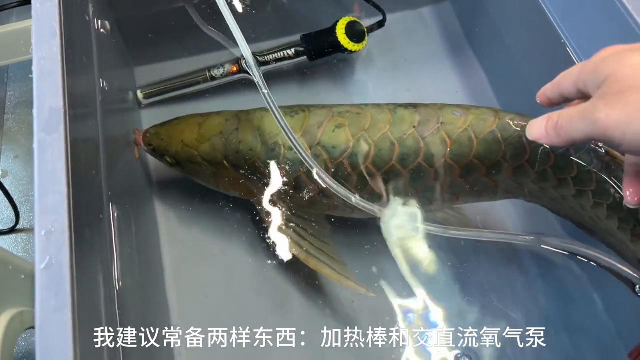 加热棒损坏导致鱼缸受损怎么赔,鱼缸加热棒故障维修视频