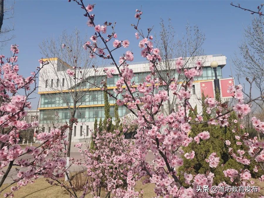 美！潍坊校园春景强势来袭