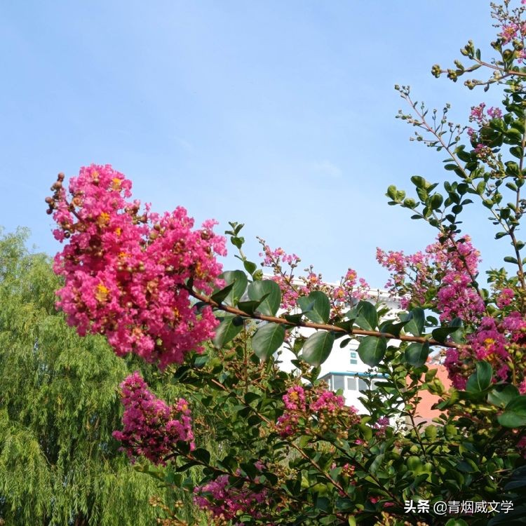 七律八一枪声铸军魂（外七首）