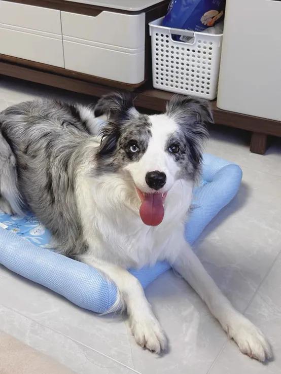 狗狗得了乳腺癌不治疗能活多久,狗狗乳腺癌后还能怀孕吗