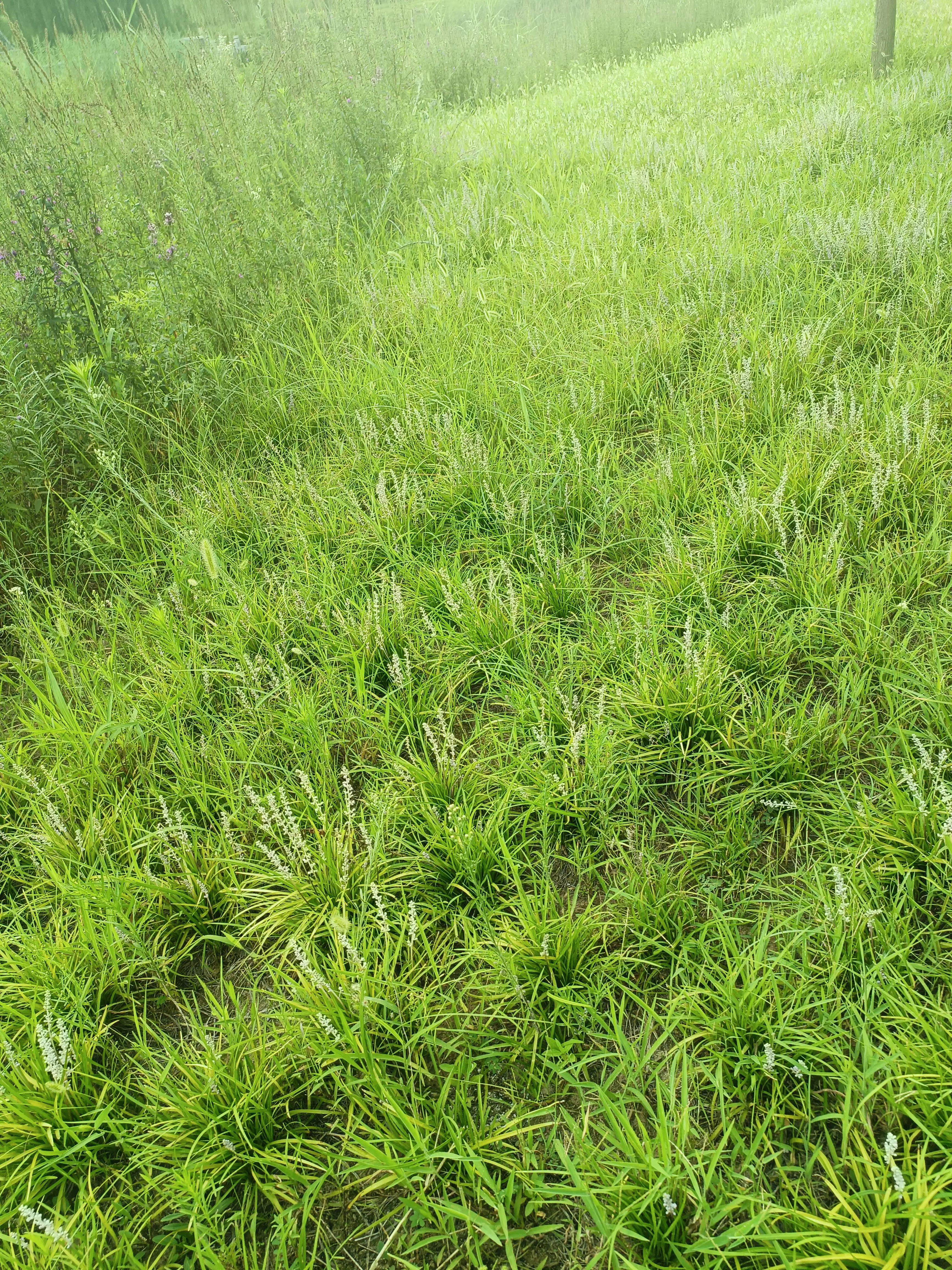 天要下雨娘要嫁人该不该去,天要下雨娘要嫁人有什么办法呢