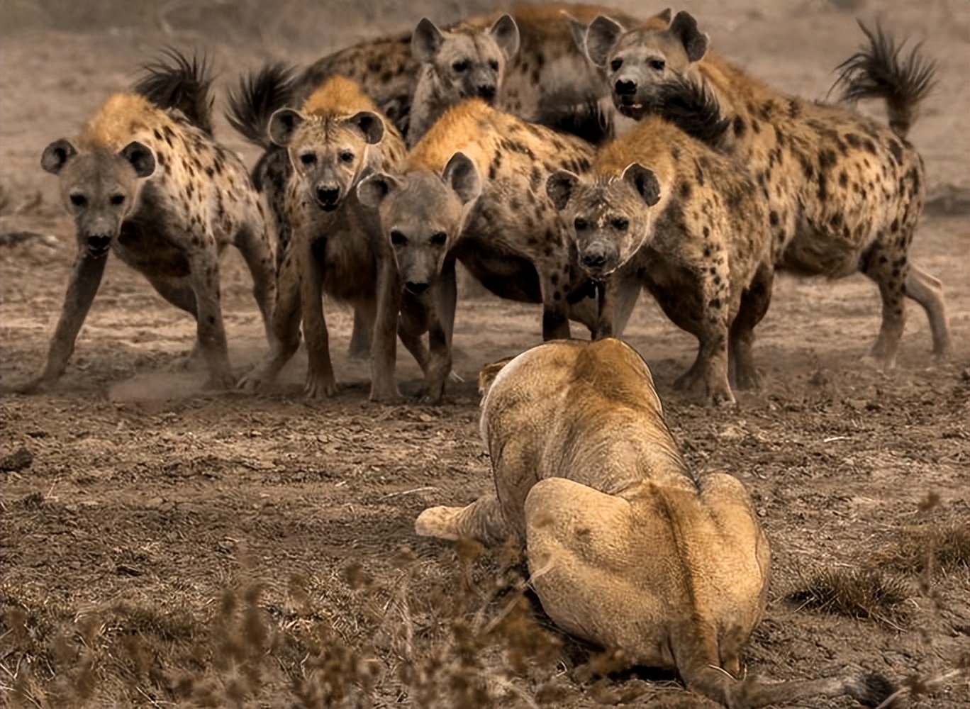 狮子都怕的鬣狗！靠掏肛术称霸非洲，实属无奈之举？