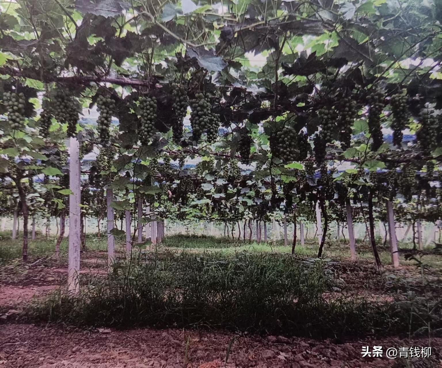阳光玫瑰葡萄种植土处理,种阳光玫瑰葡萄怎样改良土壤
