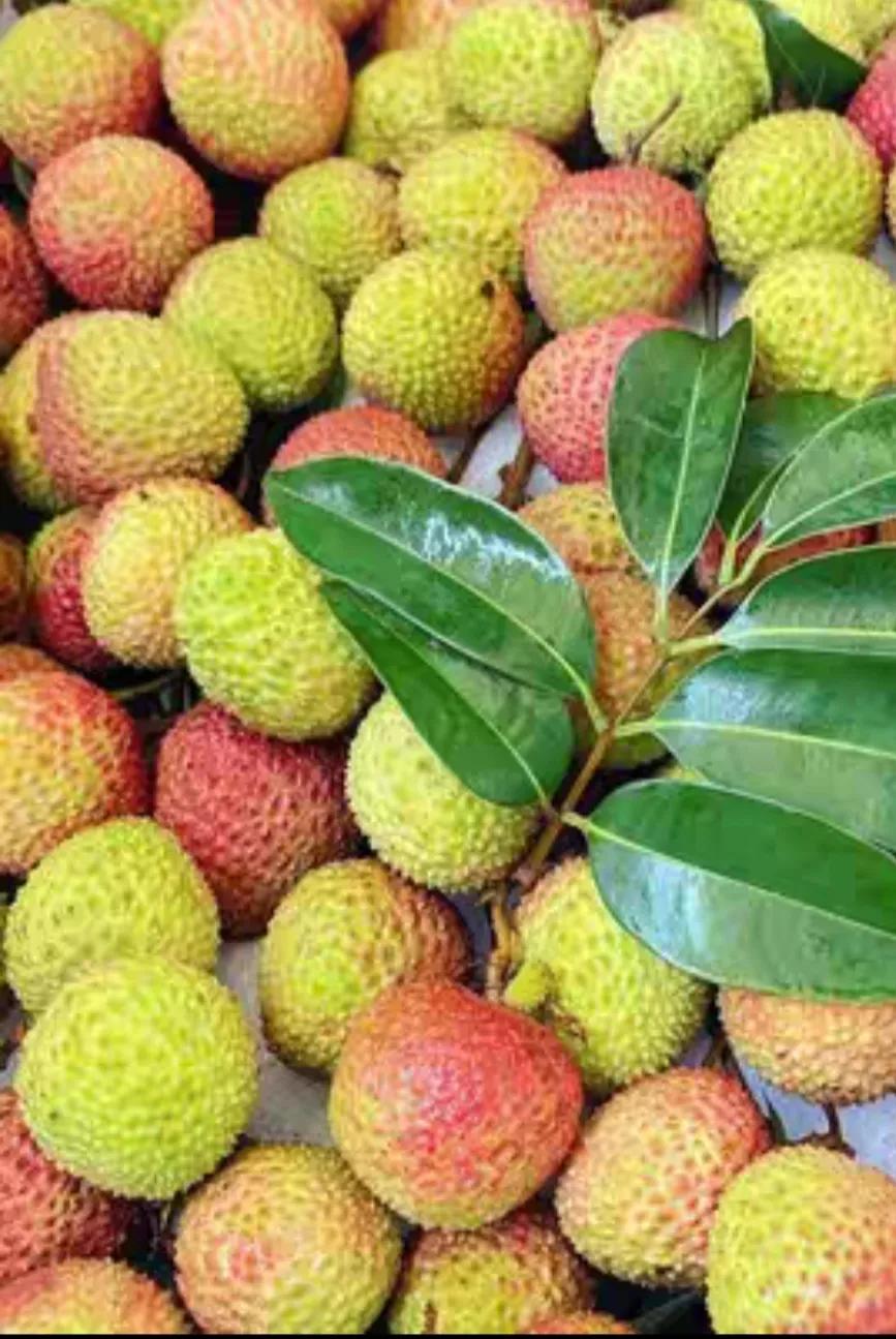 广东湛江一年四季水果名单,湛江特色水果介绍