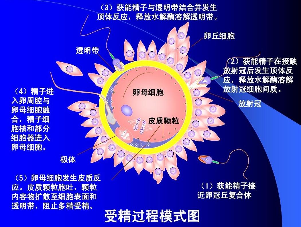 当精子和卵子相遇后还会排卵吗,精子遇到卵子一生的运气