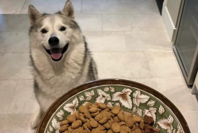 狗狗偏瘦吃什么药好得快,狗狗增肥吃什么食物