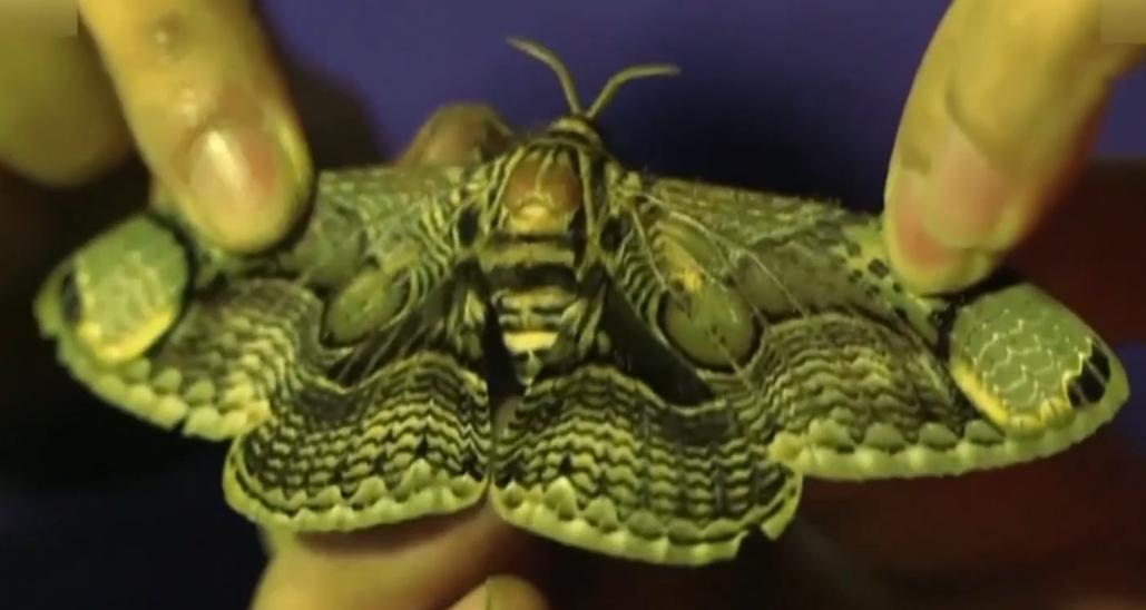 鍥涘窛鏉戞皯涓瘨,鍥涘窛鍐滄埛涓瘨