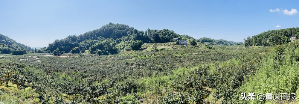 塘湾村高山生态水果产业园,覃塘区发展特色水果助力乡村振兴