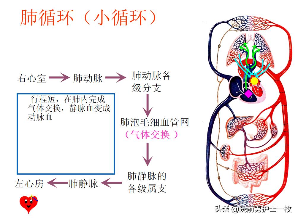 急性肺栓塞疑难病例讨论模板,急性肺栓塞ct讲解视频