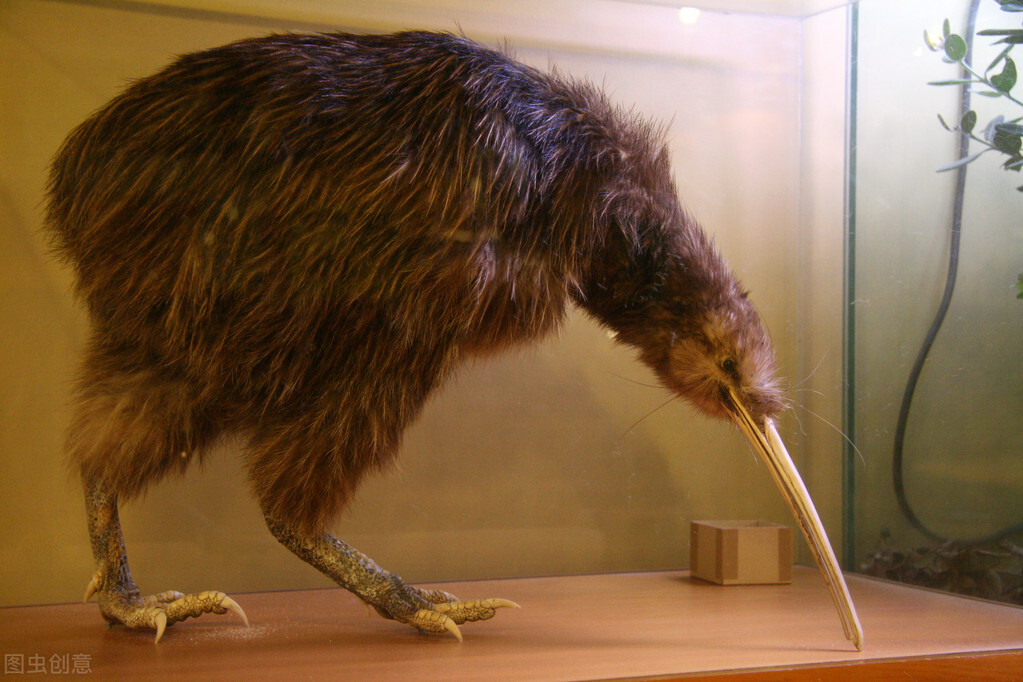 新西兰地理知识普及,新西兰的国内旅游知识