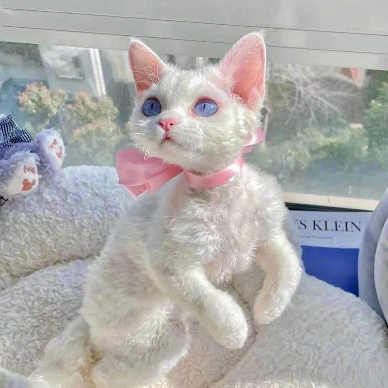 哪种猫寿命最长最好养,寿命最短的猫有橘猫吗