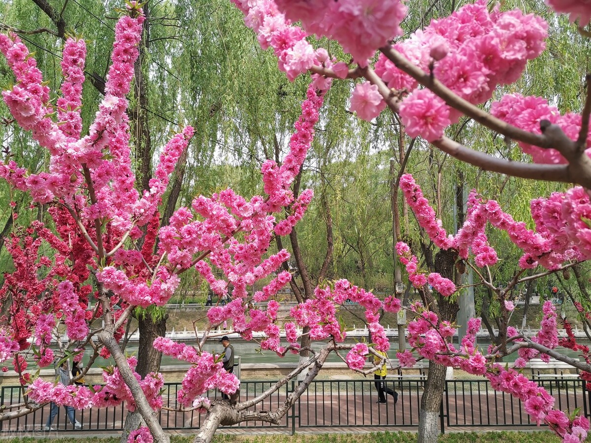 与梦齐飞,与梦齐飞与快乐共舞
