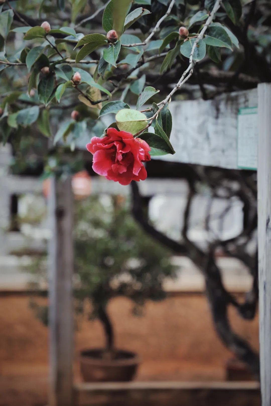玉峰寺茶花,昆明金殿看茶花