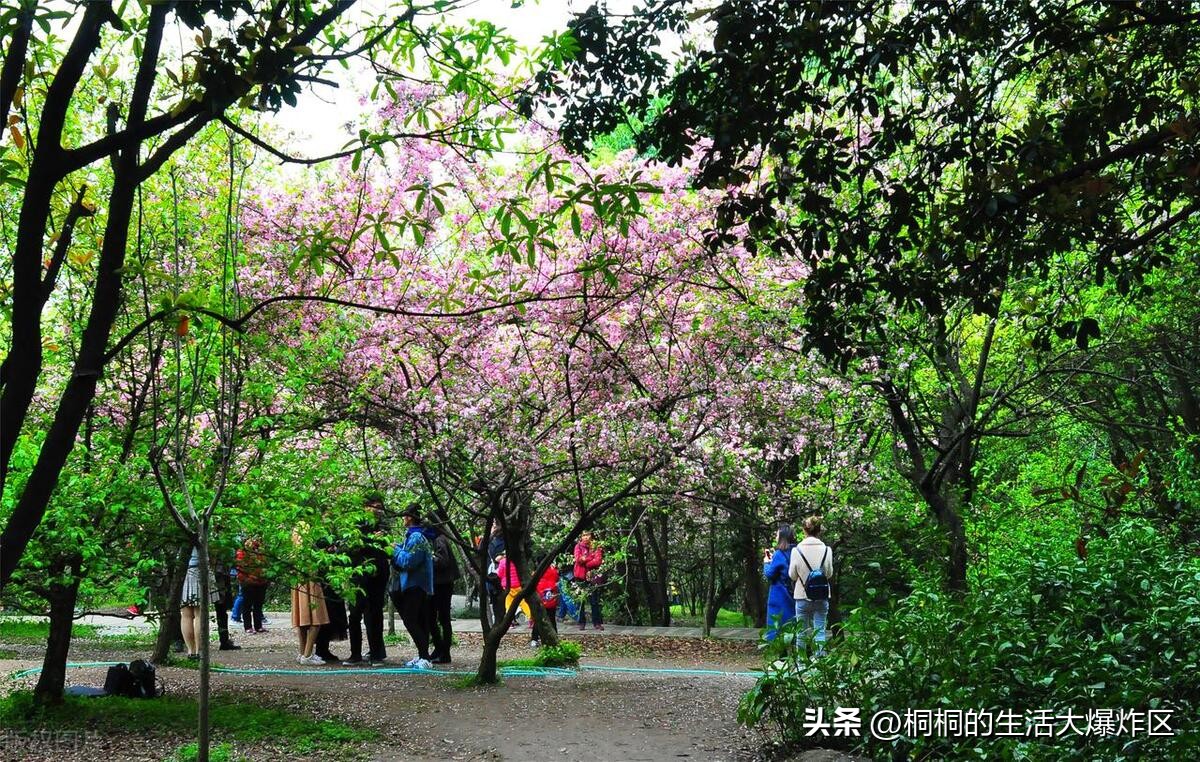 成都旅游五日游攻略路线推荐,成都自由行攻略带你3天玩遍成都