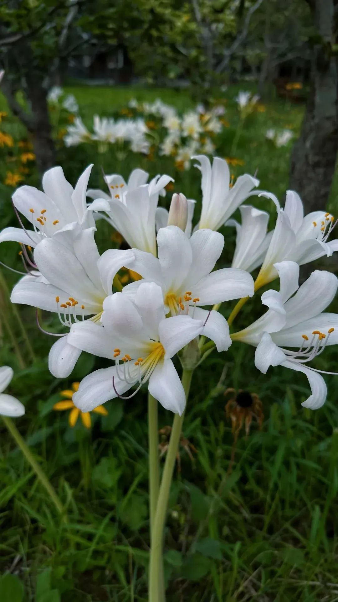 东营秋季旅游攻略,秋天东营旅游攻略必玩的景点
