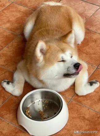 铲屎官亲自铲狗粮,铲屎官你们喂的什么狗粮