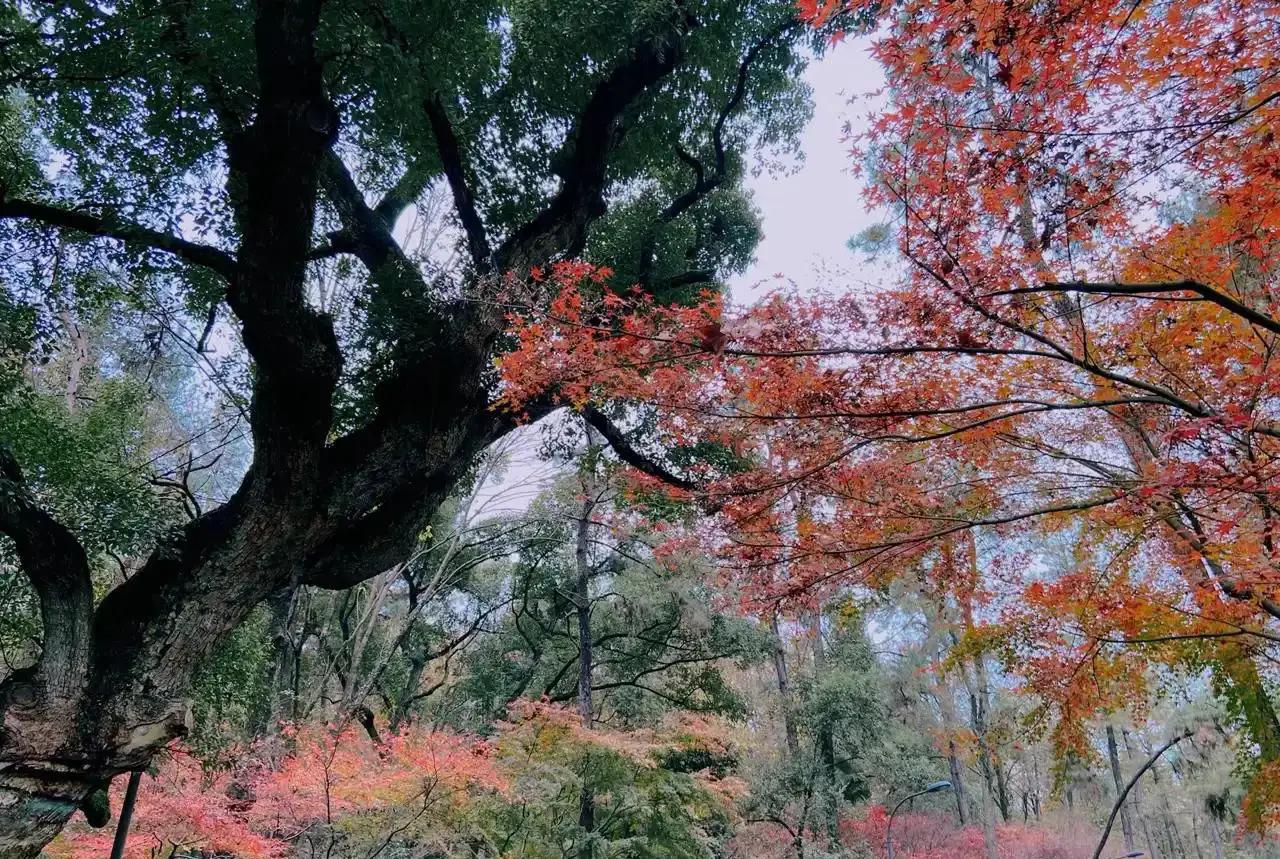 杭州周边赏秋好去处,杭州赏秋最佳攻略
