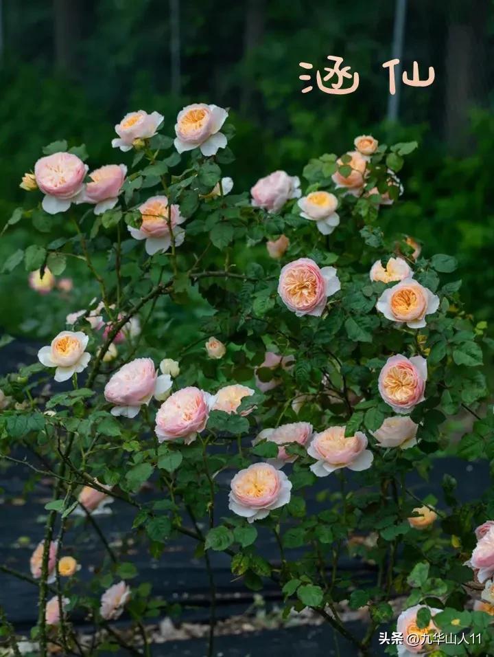 天狼月季新品预售,天狼月季官方旗舰店烛光月季