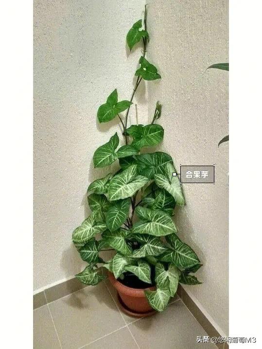 十大室内爬藤绿植,长得快的爬藤垂吊植物