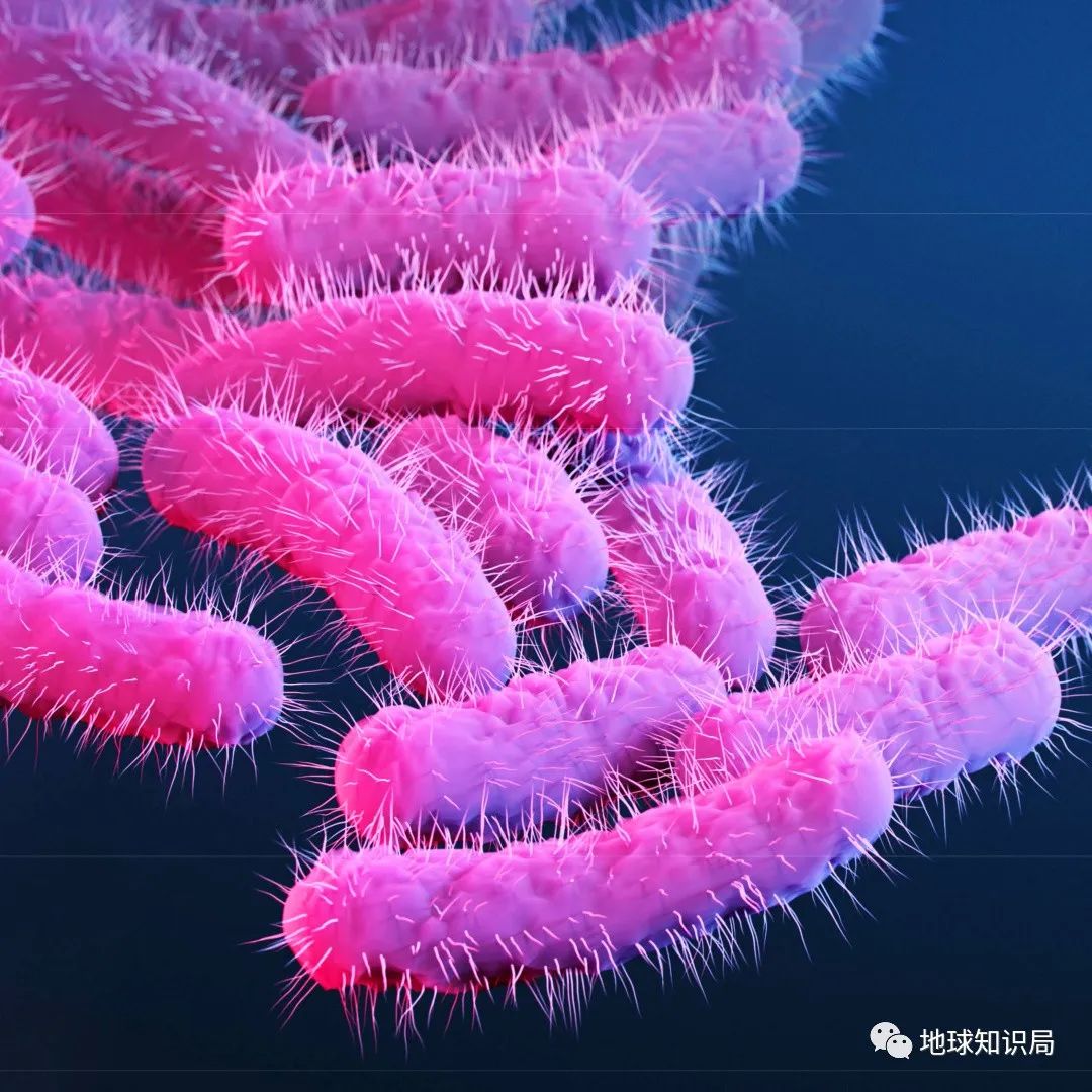 为啥有人喜欢吃没洗干净的猪大肠,猪大肠为什么不洗干净