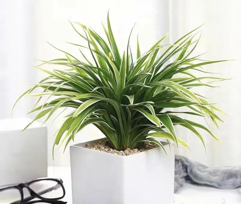 养花就养这几种高端大气上档次,养花养得又好又快的秘诀