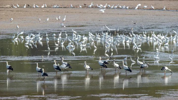 国宝级候鸟东方白鹳现身双辽湿地,国际濒危鸟类东方白鹳