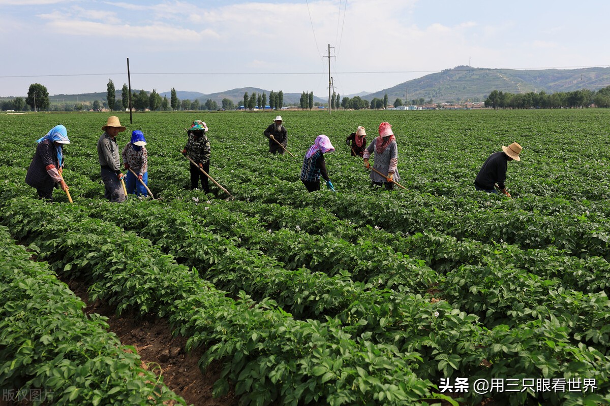 知青岁月知青往事,知青往事在生产队当队长