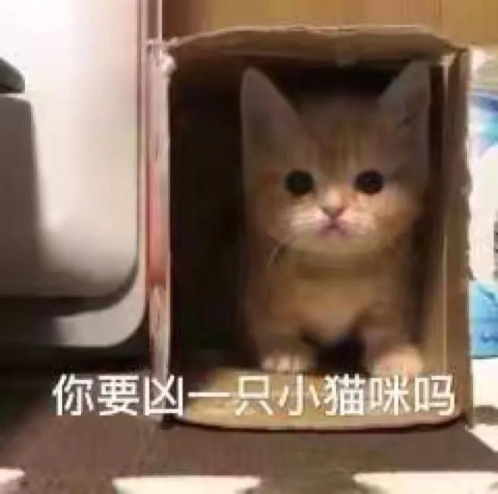 给你花花表情包,给你花花表情包啥意思