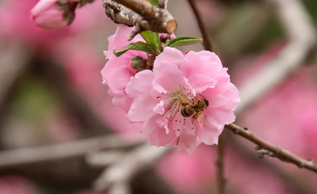 下雪绝美诗词,十首绝美下雪诗词