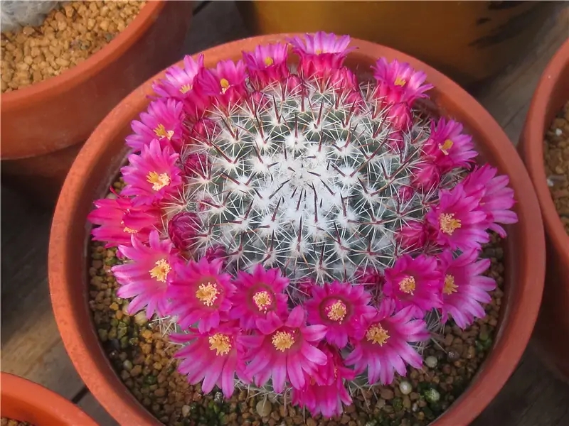 家庭客厅养什么花好看又旺财,客厅最吉祥的三种花