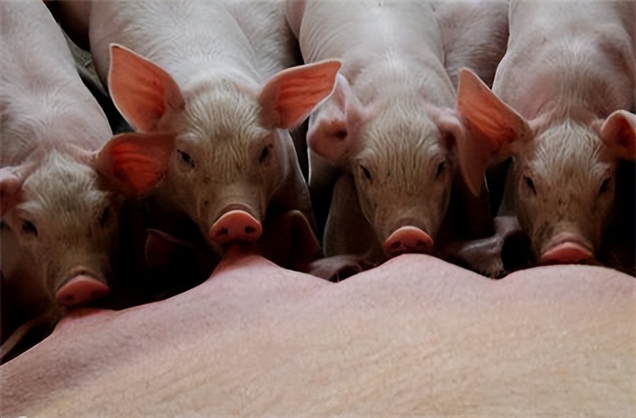 母猪不到预产期下崽会怎么样,母猪到了预产期不下猪怎么回事