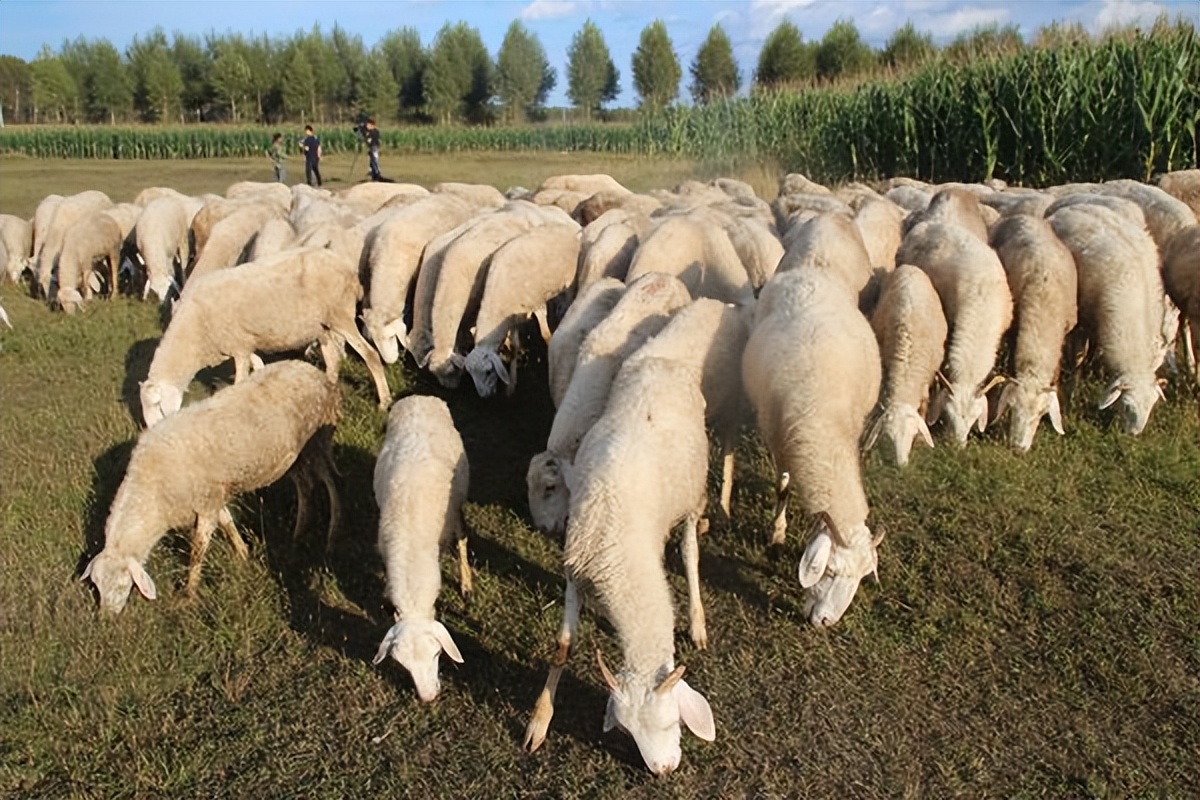 北京的养殖业发展前景,农村养殖业有发展前景吗