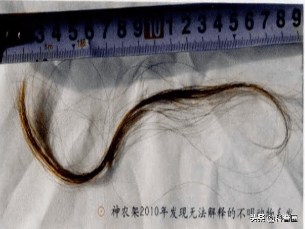 神农架深处被列为禁区的现象,神农架深处为何被列为禁区进不去