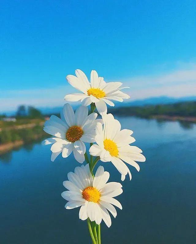 今日人生心灵鸡汤经典语录大全,2021心灵鸡汤人生感悟