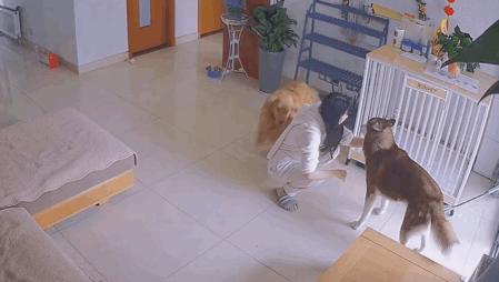 狗狗挨揍了出现应激反应,狗狗挨熊不服气